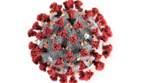coronavirus picture of corona